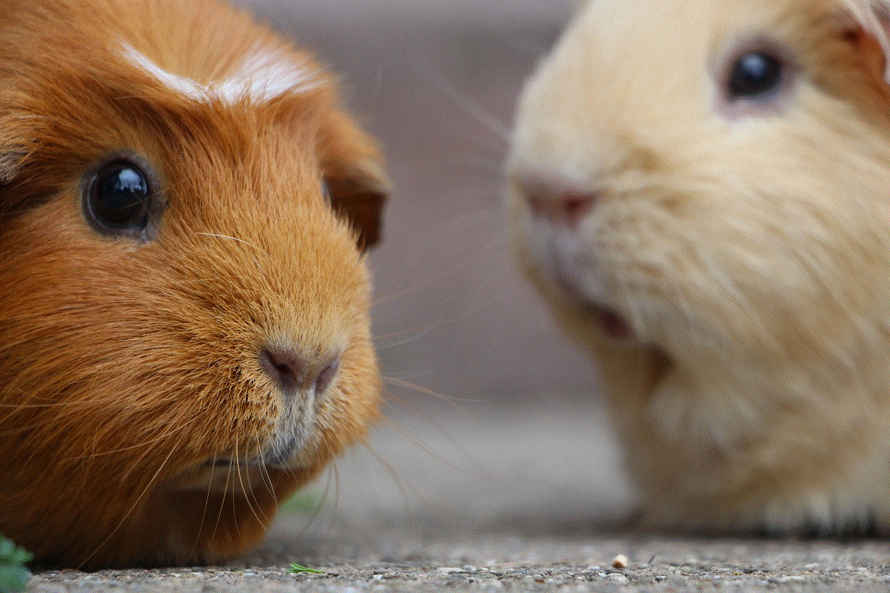 Guinea Pig Nature