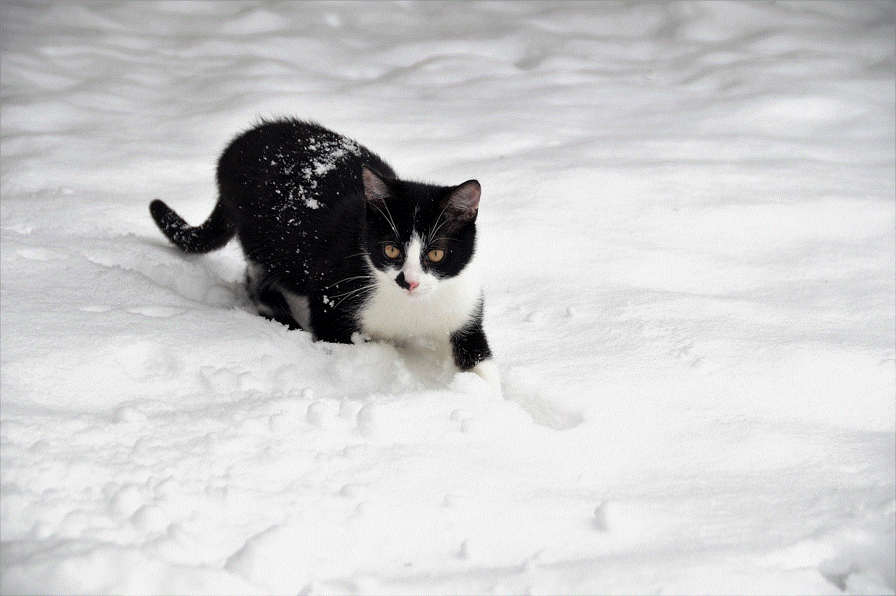 Cat Kitten Cat Kitten