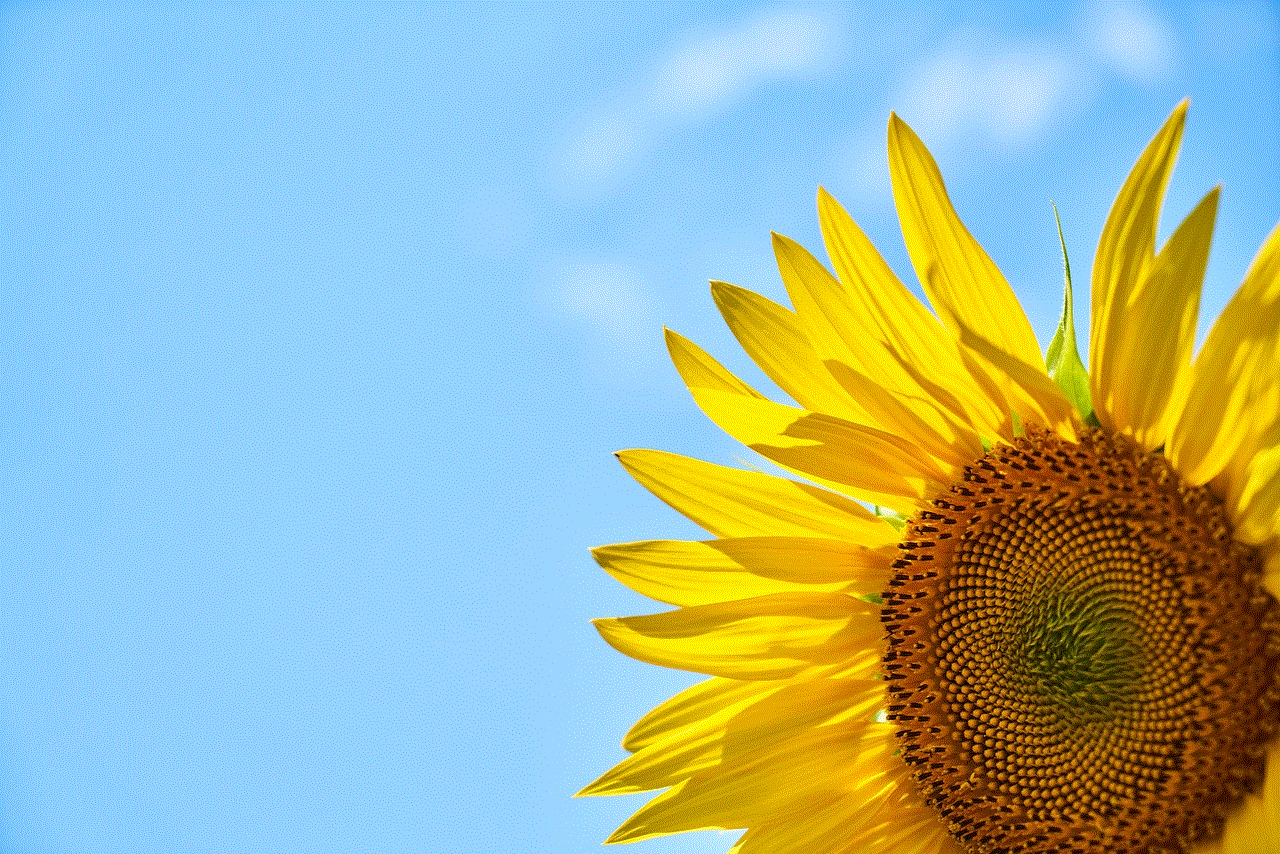 Sunflower Beautiful Nature Sunflower Beautiful Nature