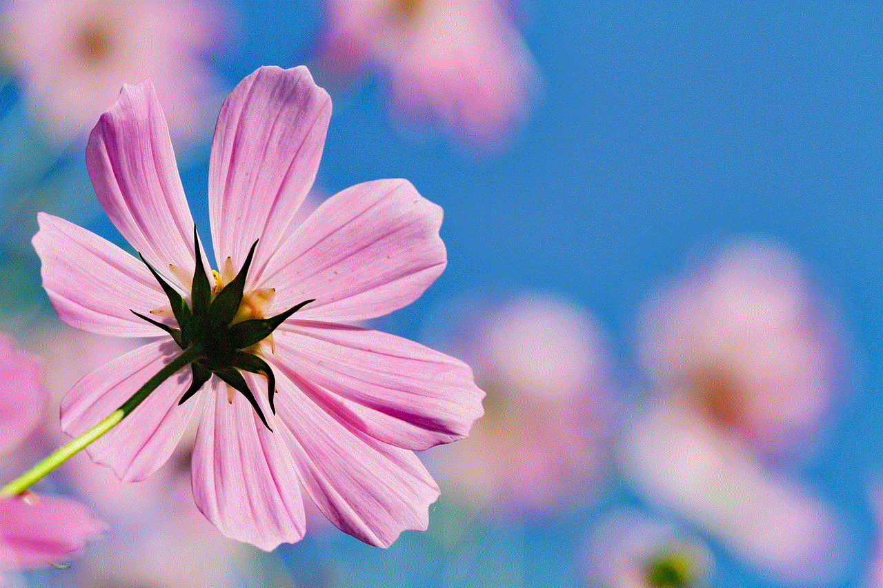 Cosmos Pink Flowers