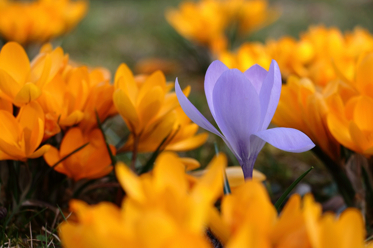 Crocus Flowers