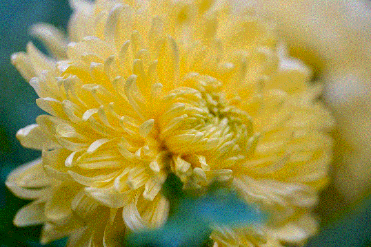 Chrysanthemum Garden Chrysanthemums