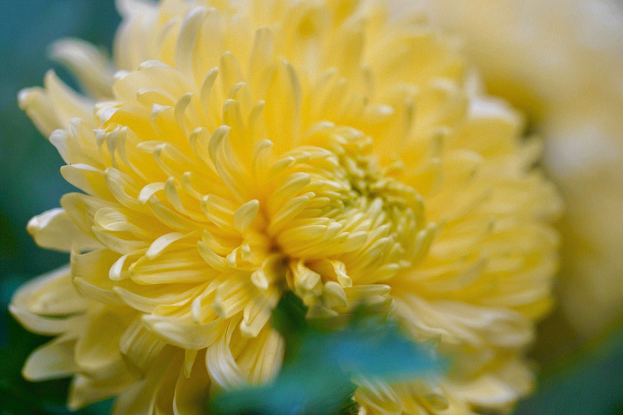 Chrysanthemum Garden Chrysanthemums Chrysanthemum Garden Chrysanthemums