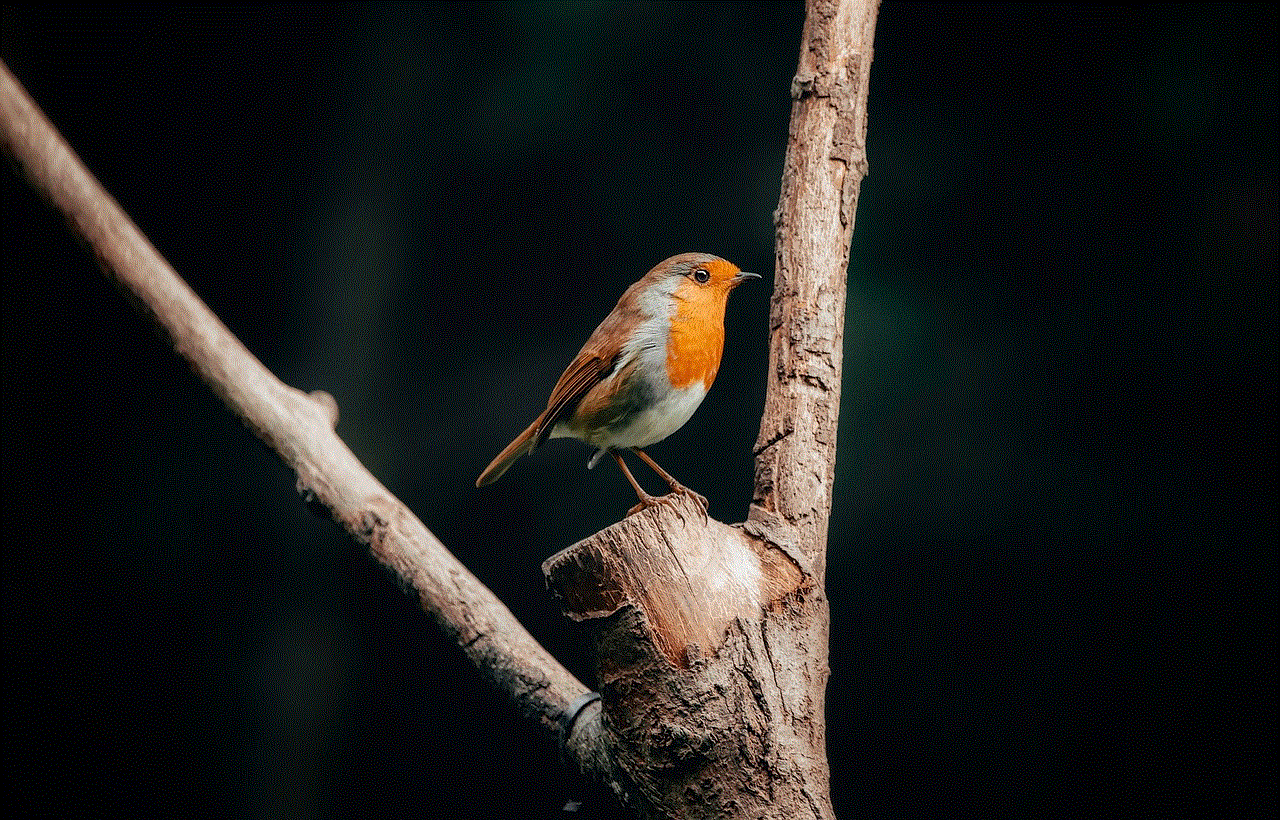 Robin Bird