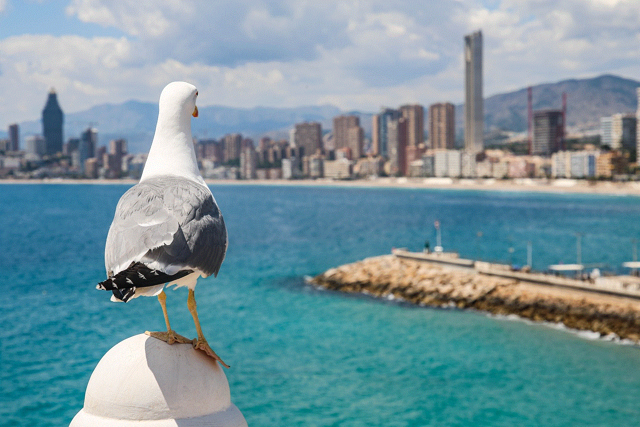 Seagull Bird