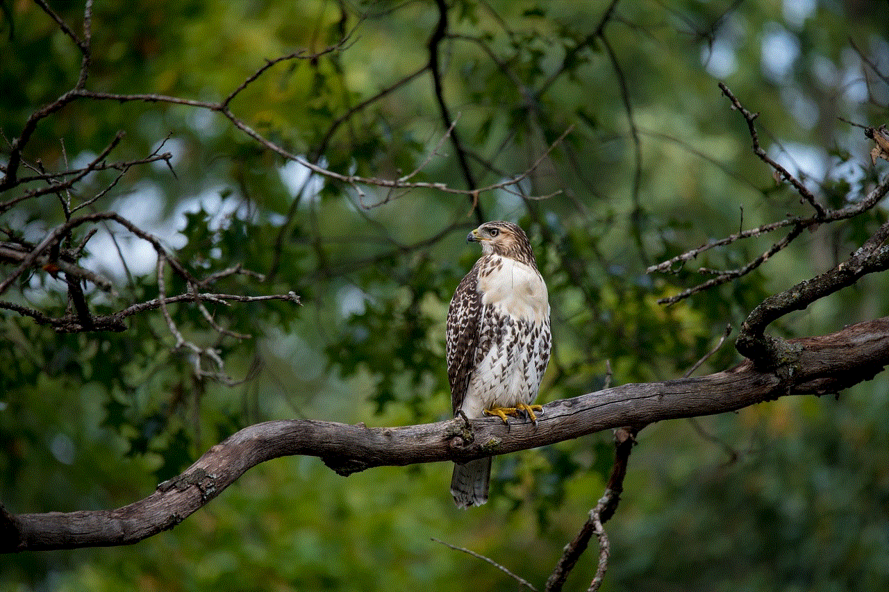 Redtail Hawk Bird