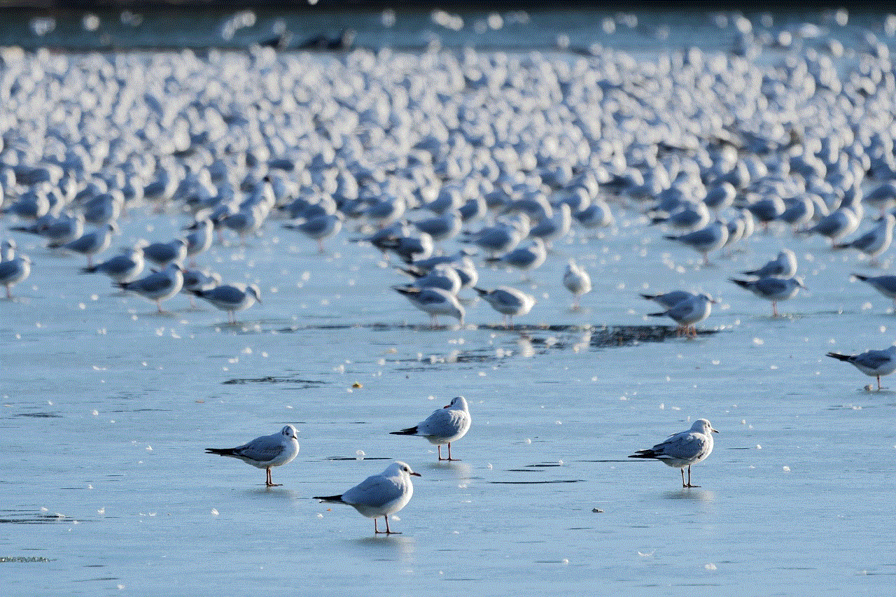 Seagulls Birds