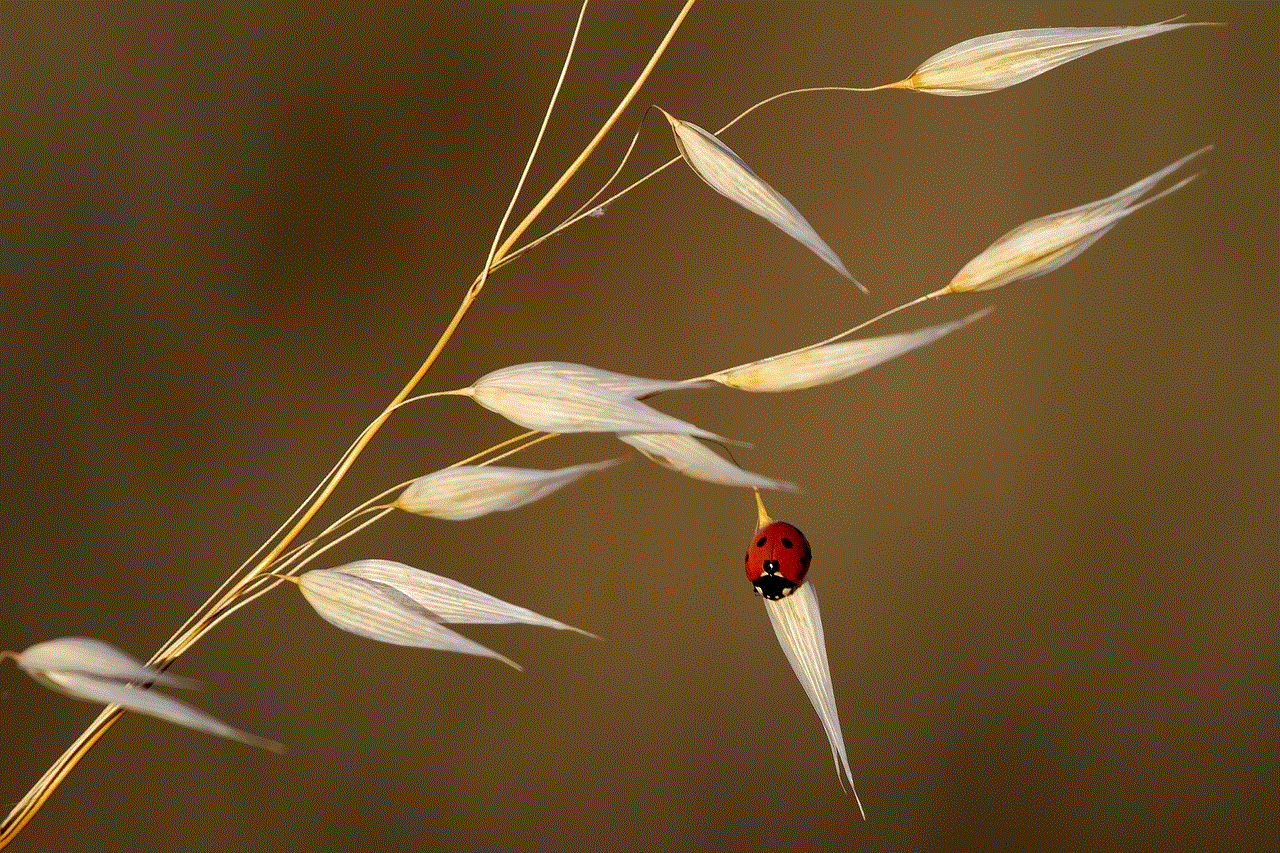 Ladybug Insect
