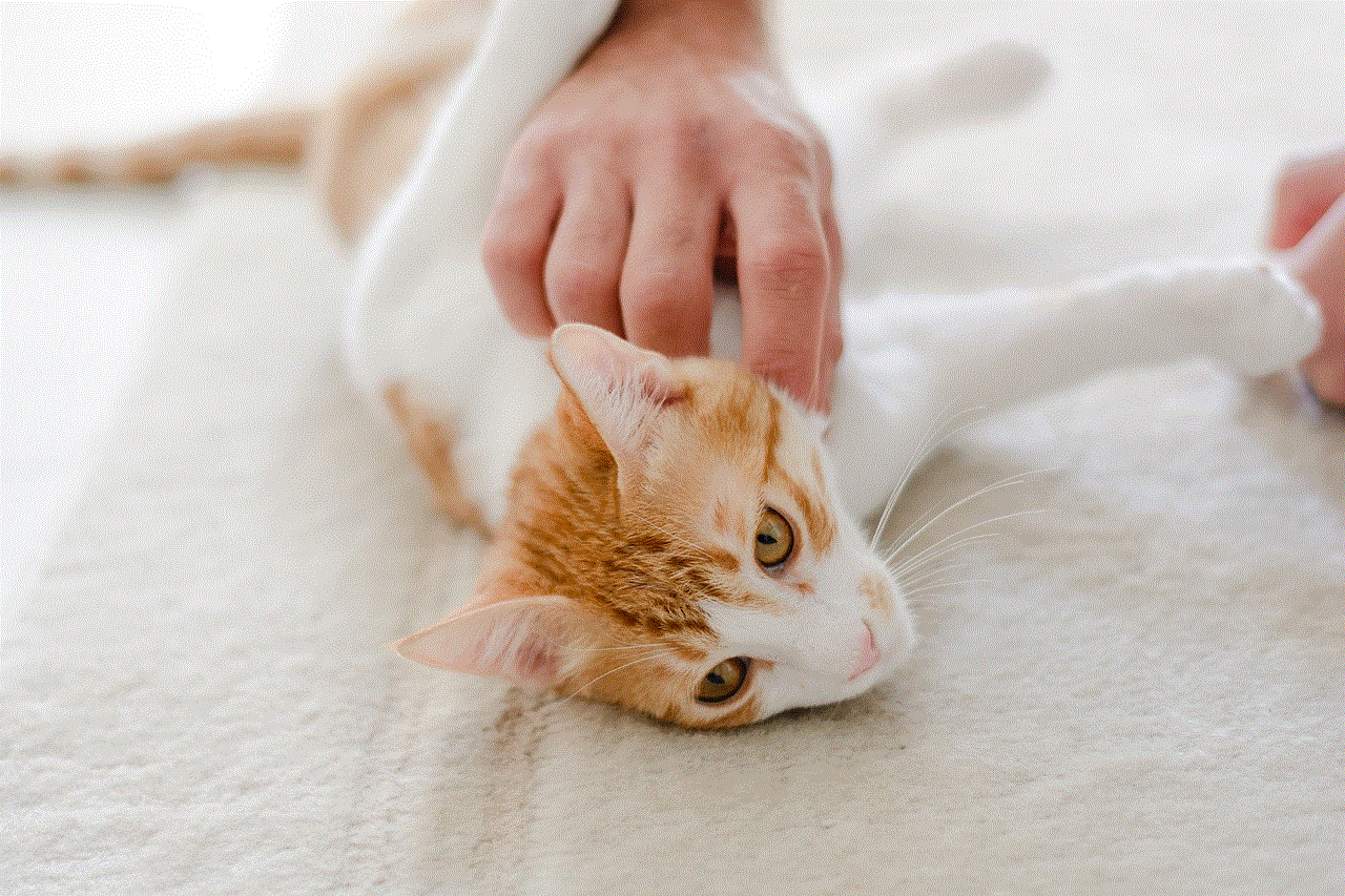 Cat Pet Cat Pet
