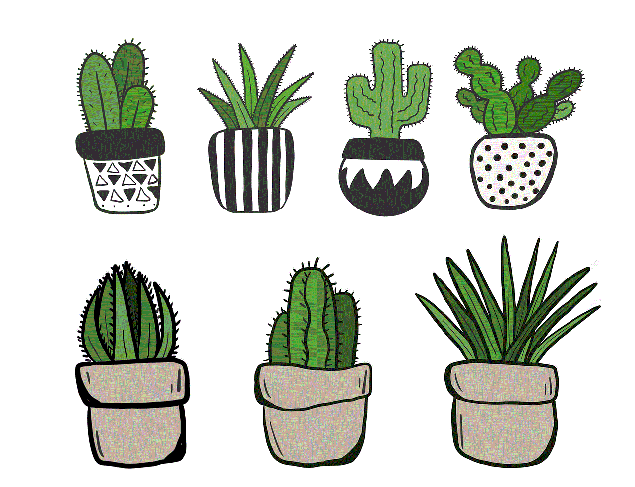 Succulents Cacti