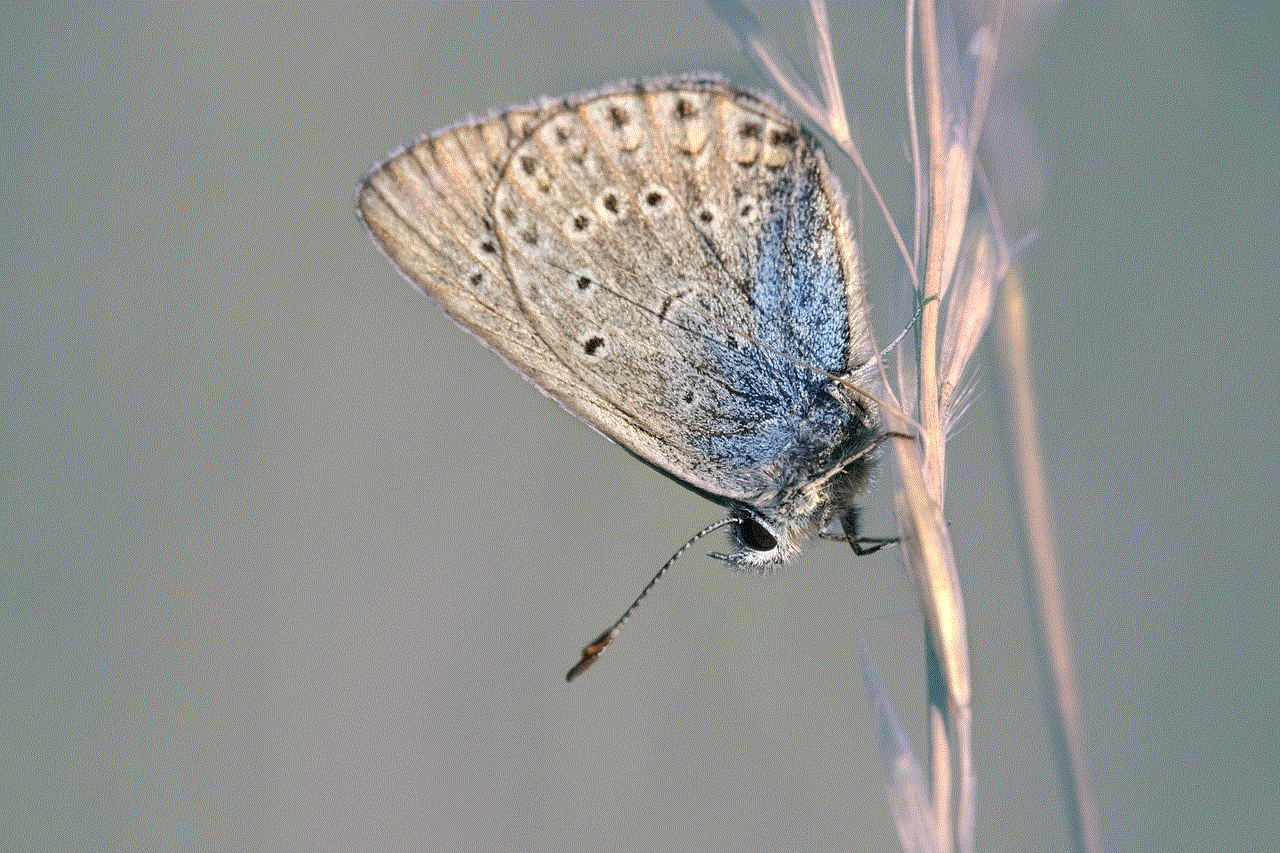 Butterfly Insect