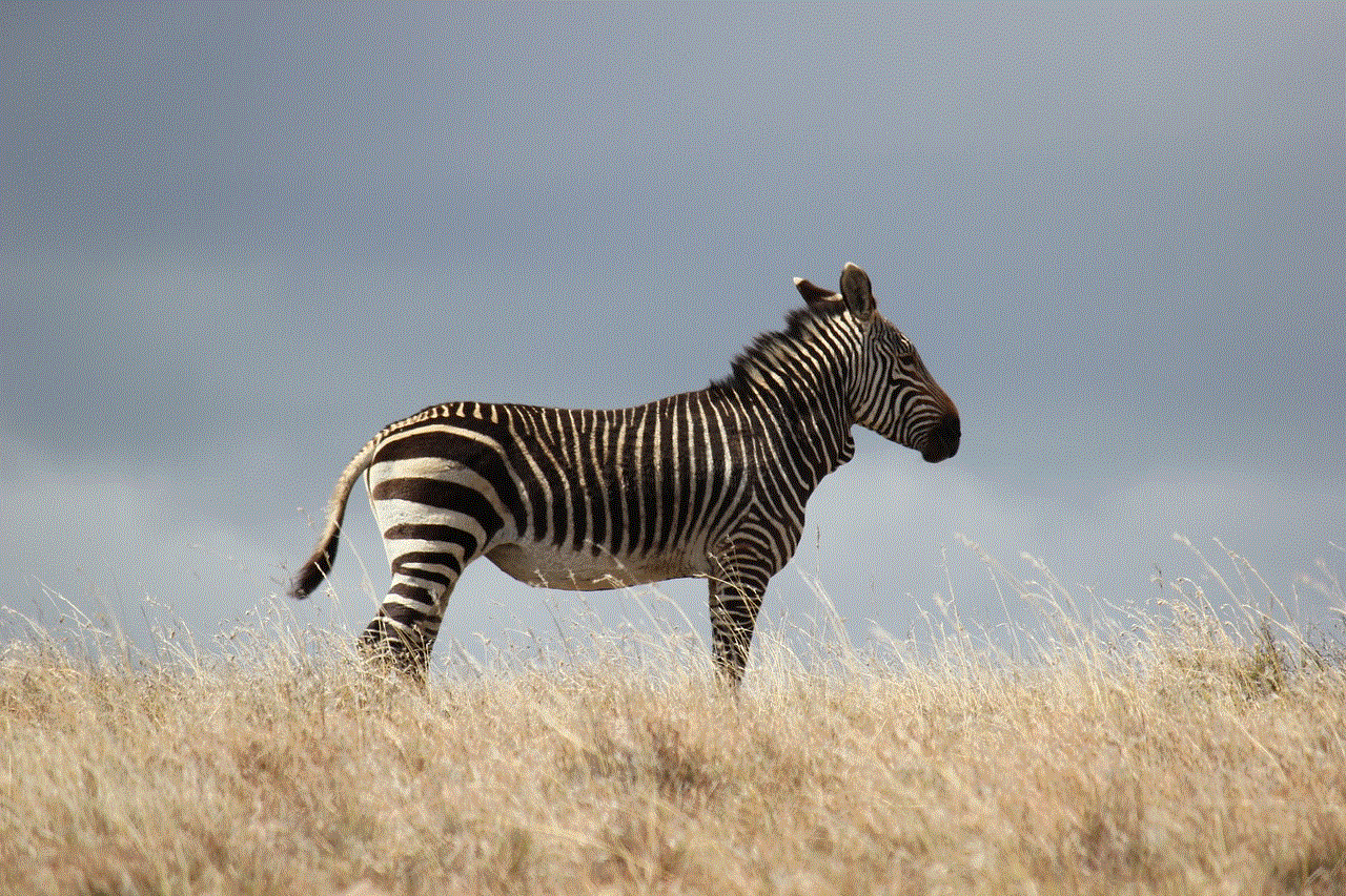 Animal Zebra