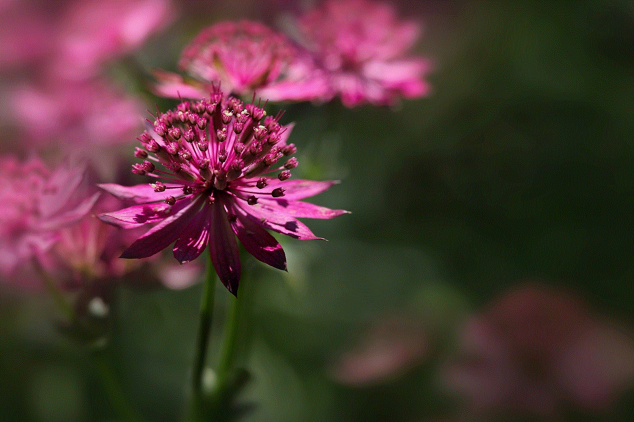 Large Star Umbel Flower Background