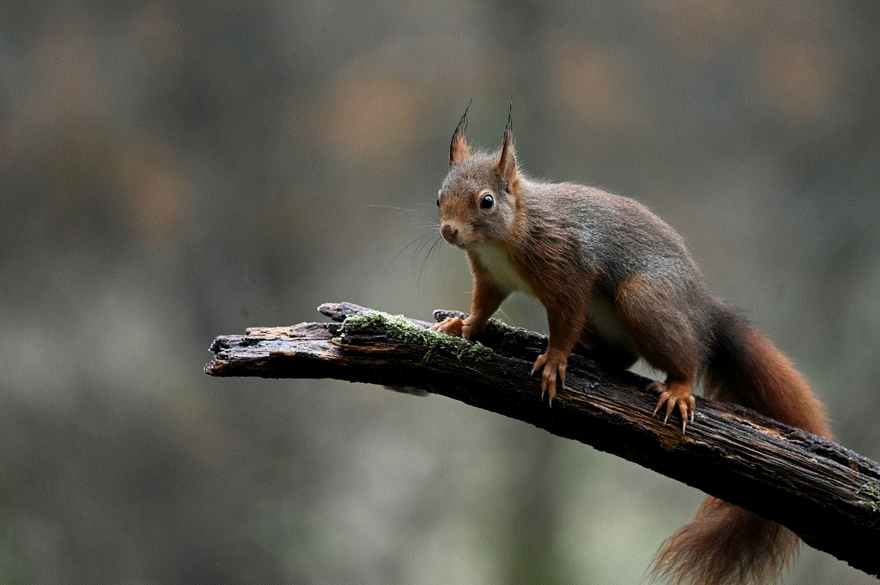 Red Squirrel Squirrel