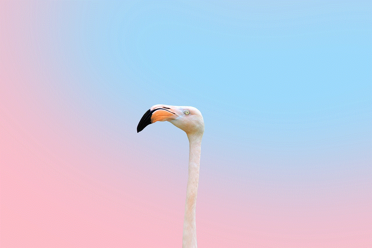 Bird Flamingo