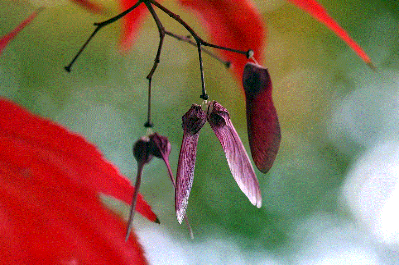 Maple Seeds