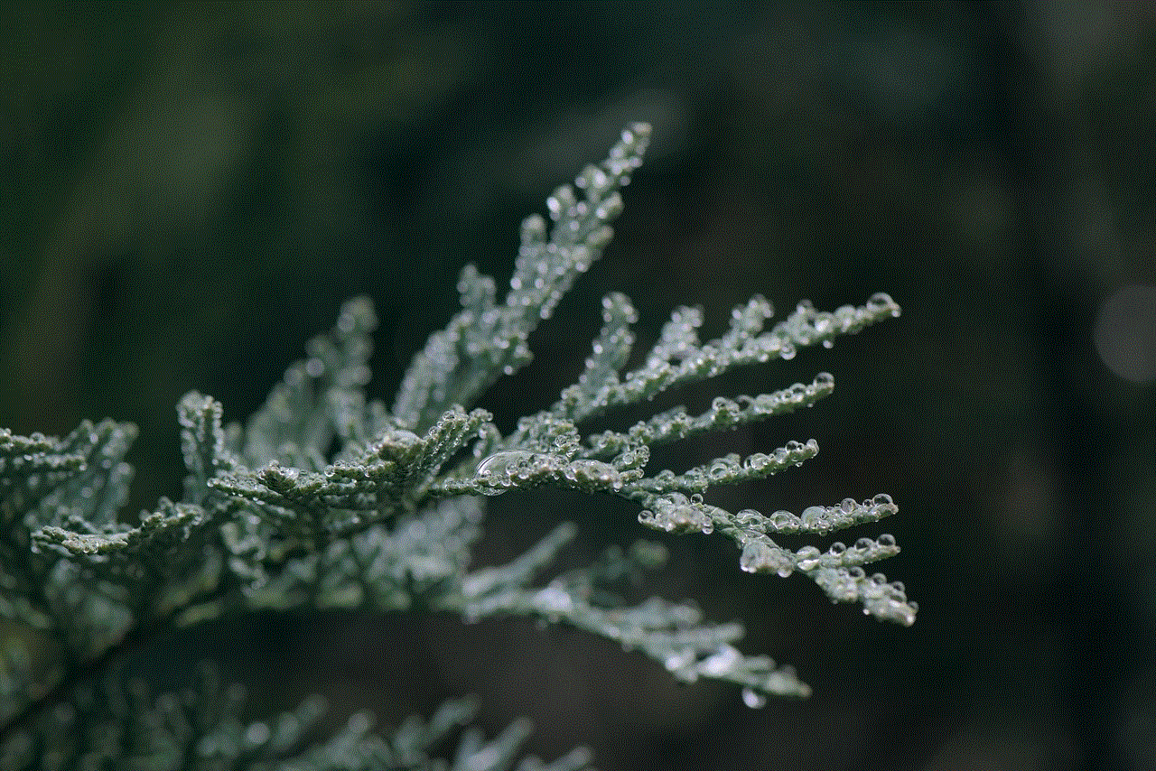 Conifer Branch