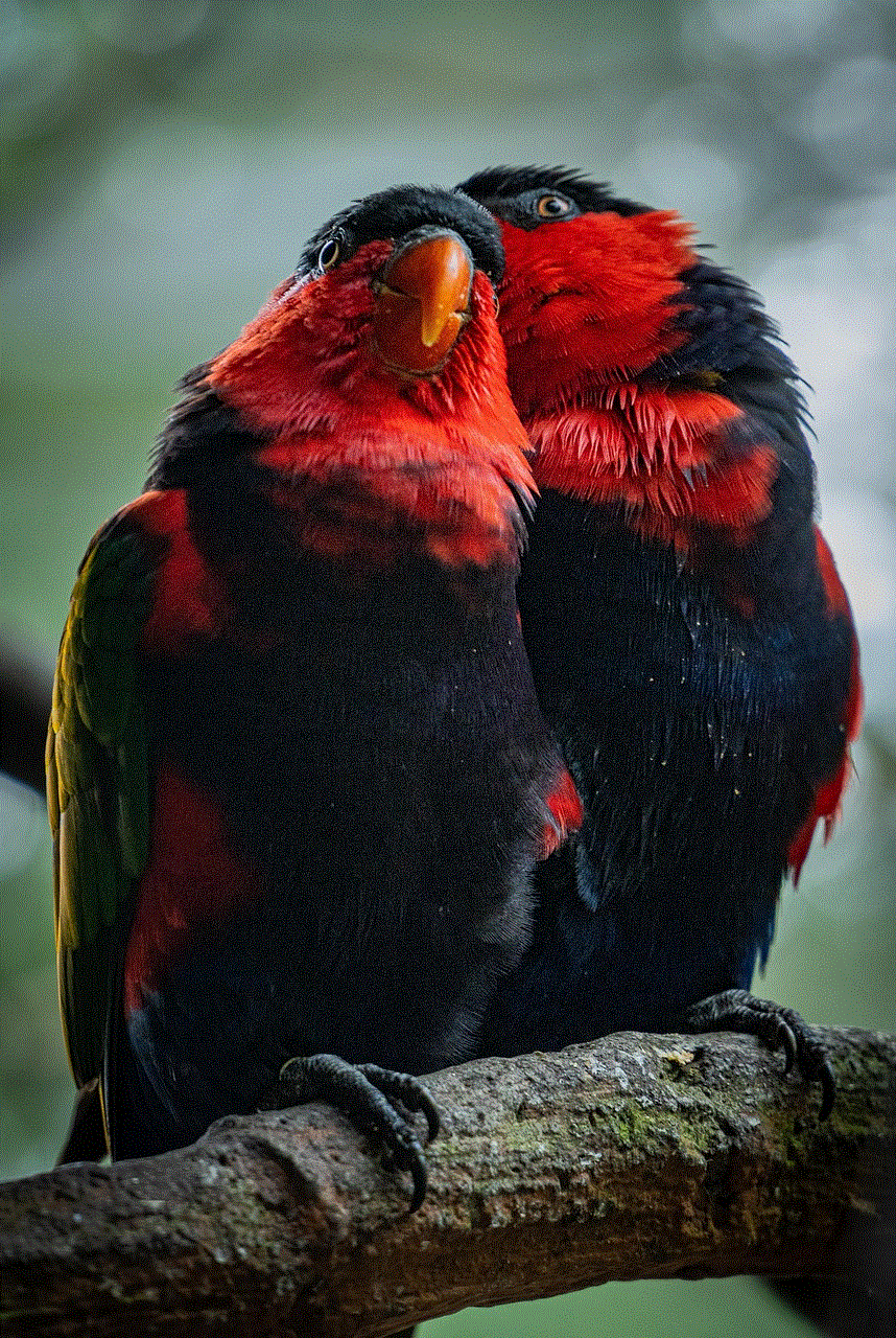 Birds Parrots