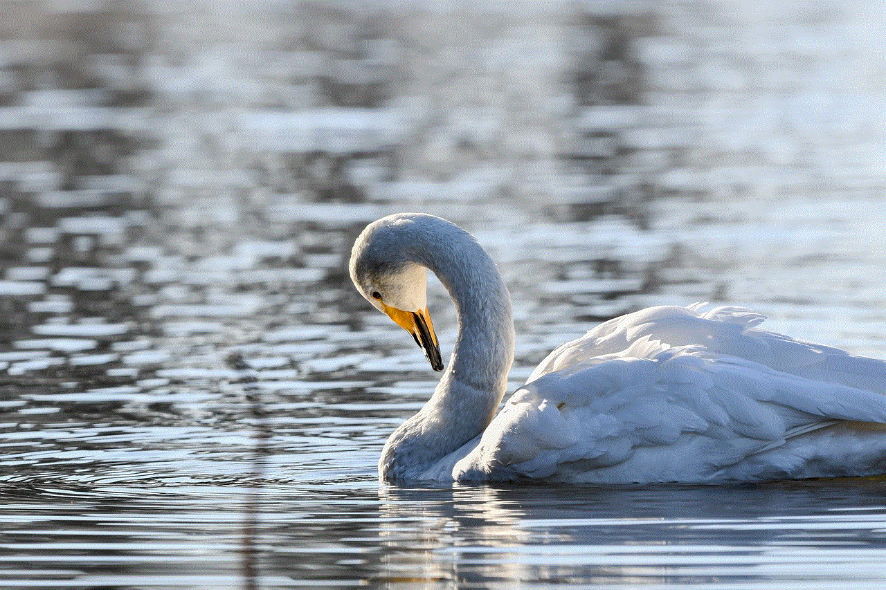 Bird Swan