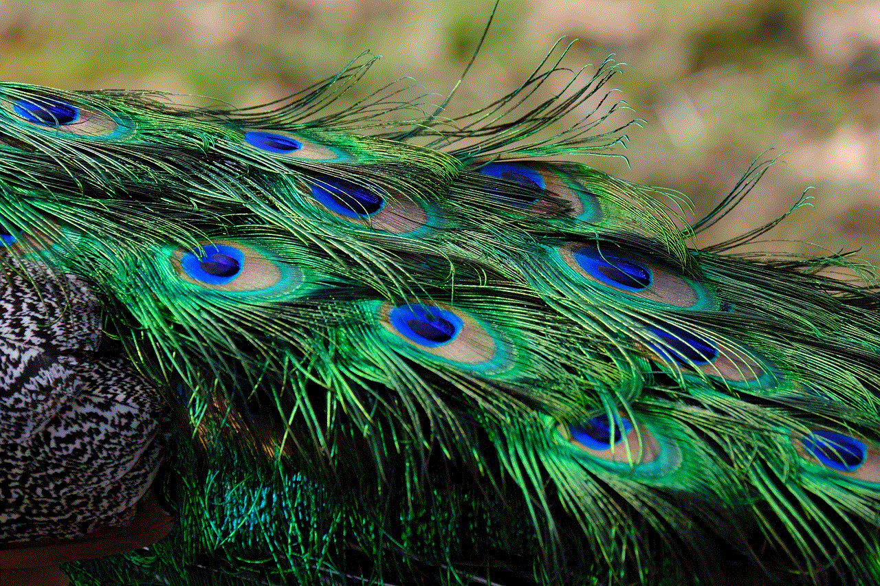 Feathers Peacock Feathers