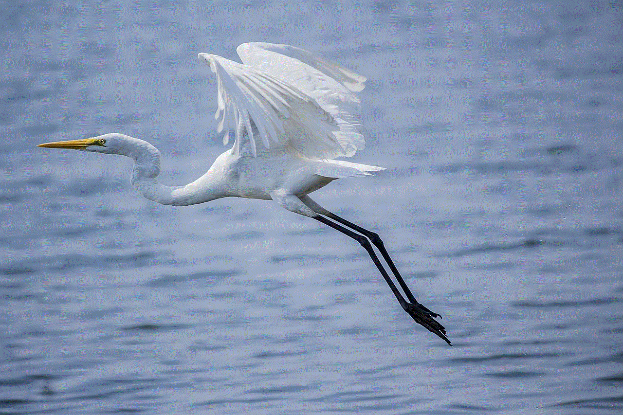 Bird Great Egret