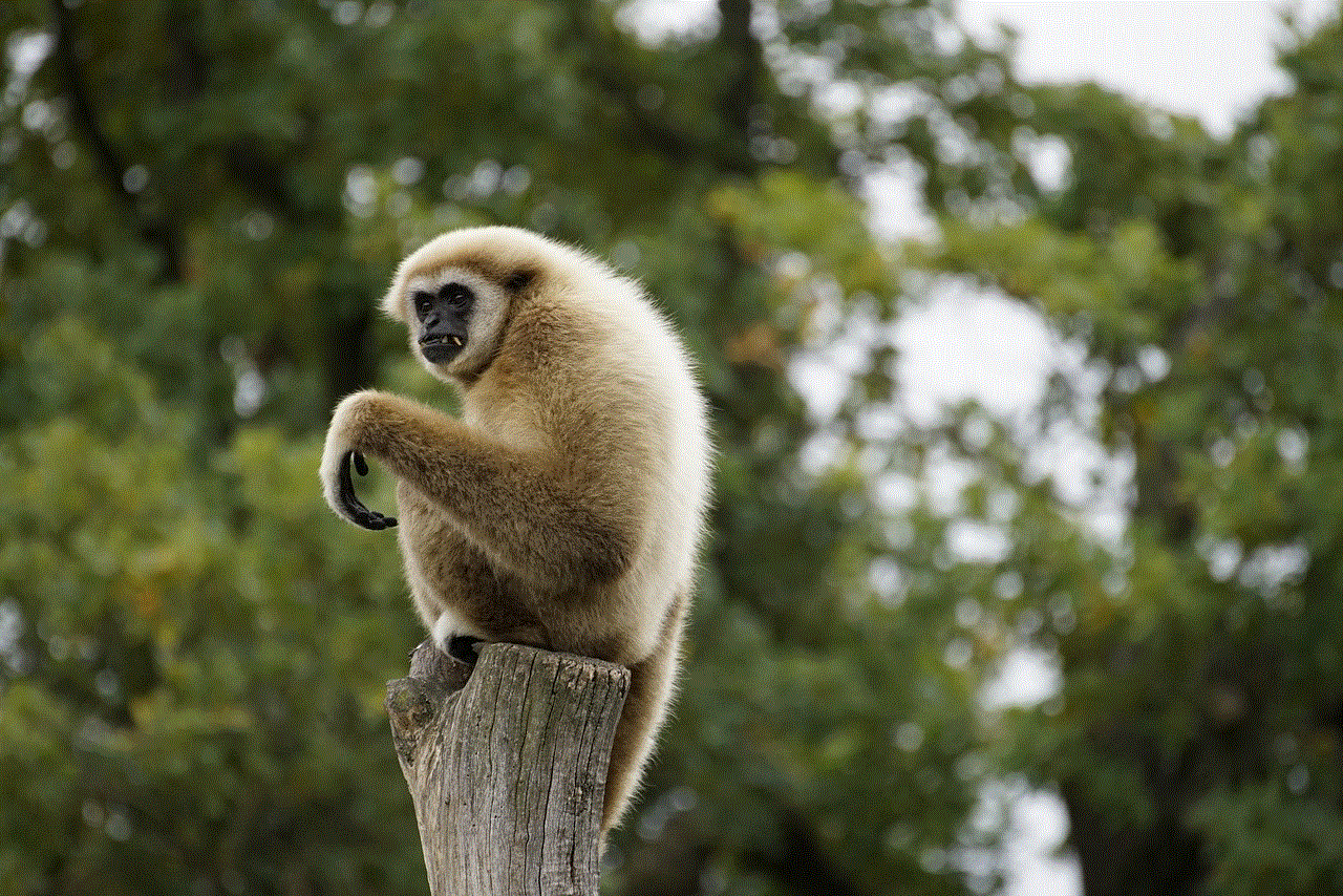Gibbon Primate