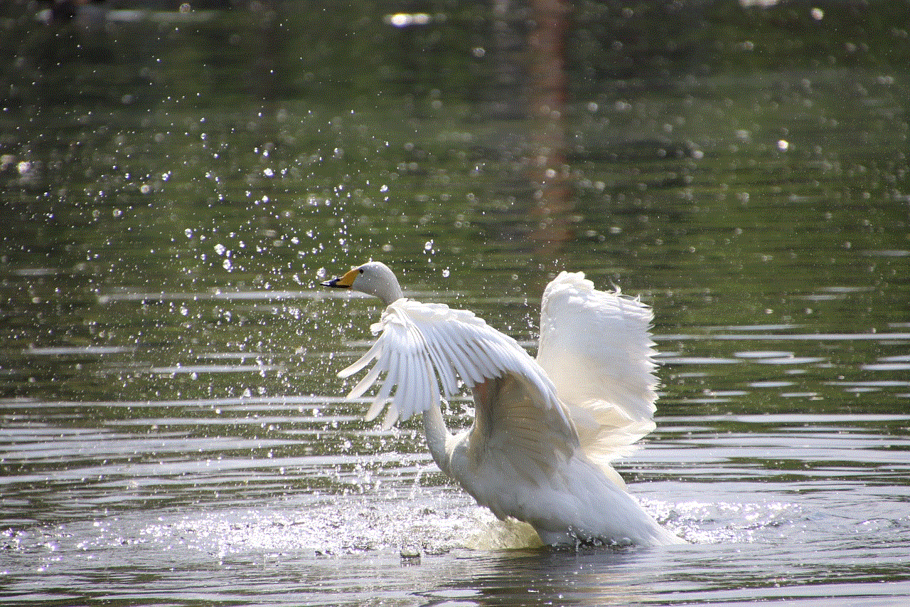 Swan Nature