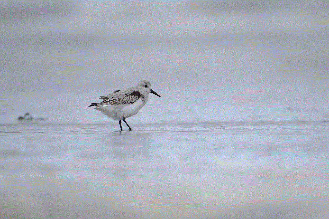 Bird White-Rumped Sandpiper