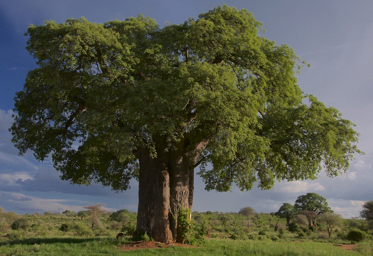 Tree Baobab
