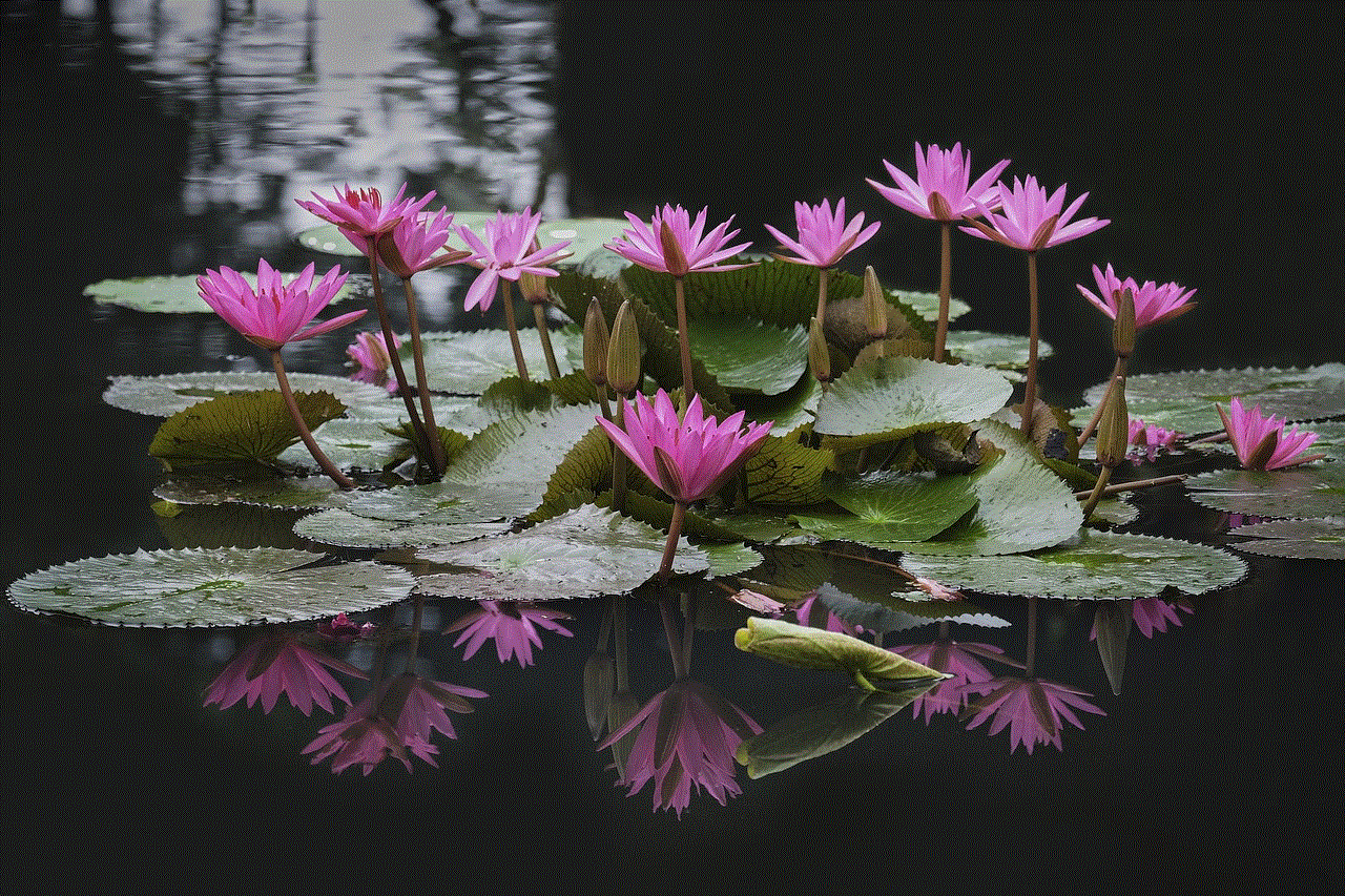 Lotus Flowers