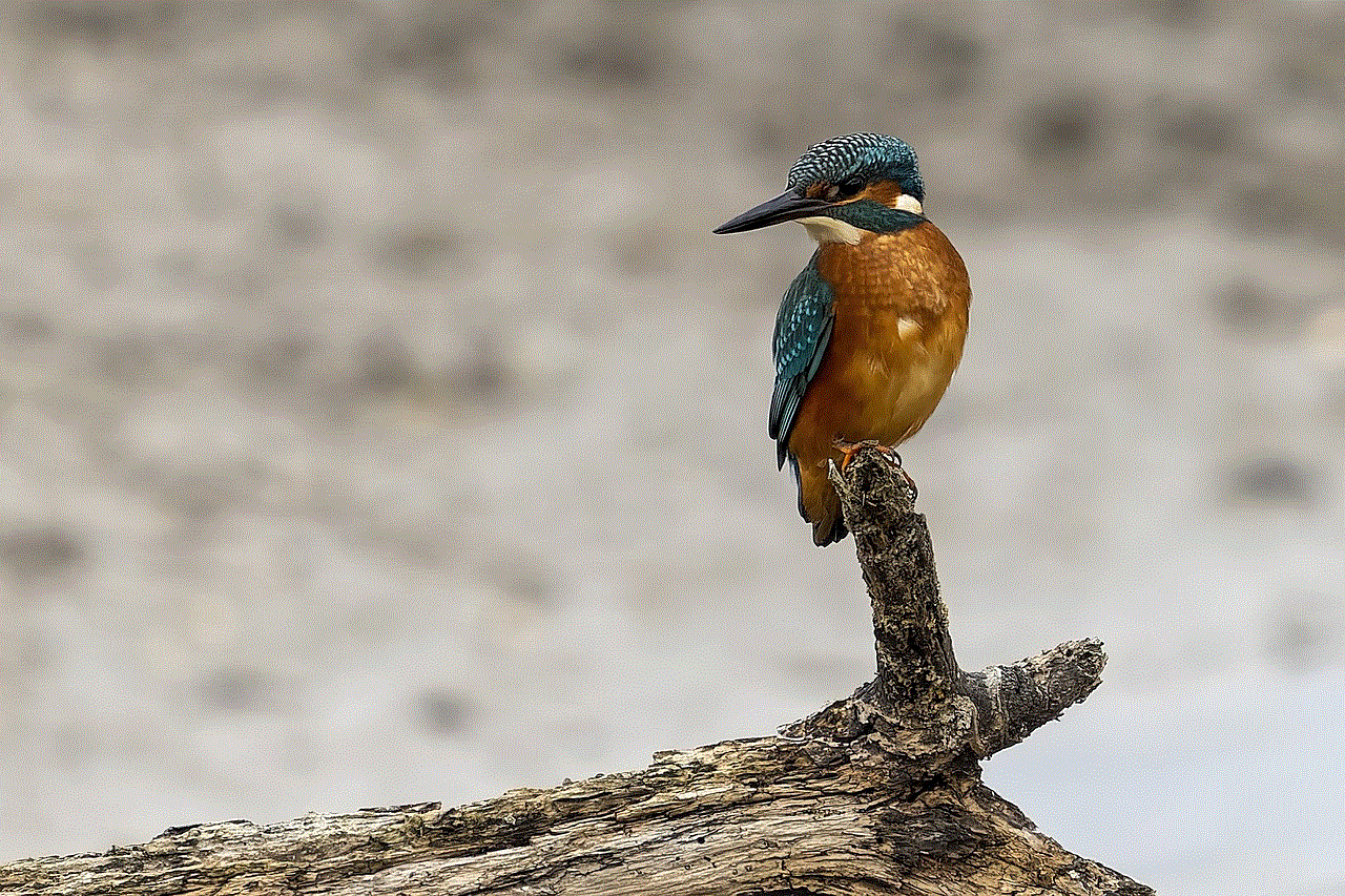 Bird Kingfisher