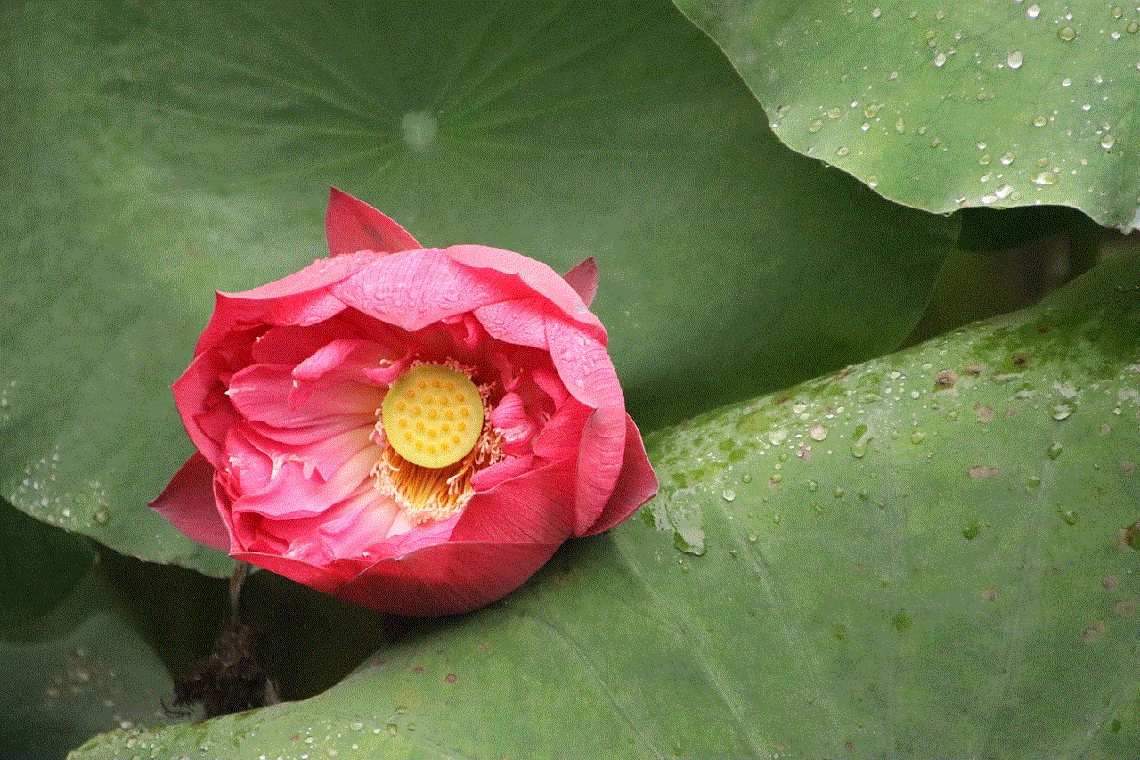 Lotus Beautiful Flowers