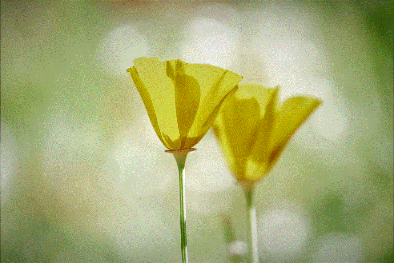 Poppy Yellow Flowers