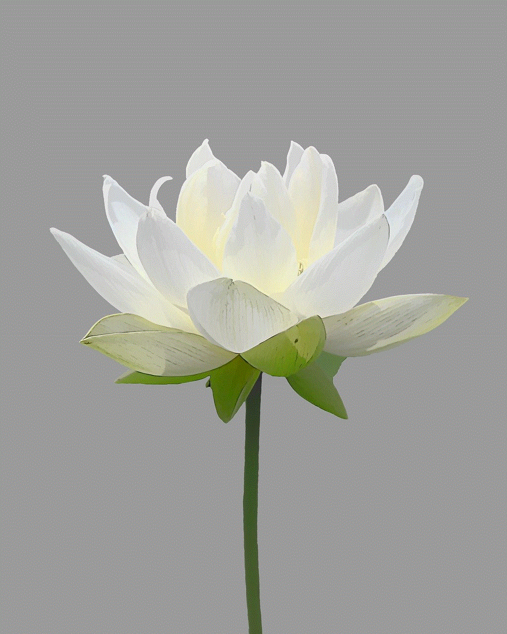 Flower Lotus