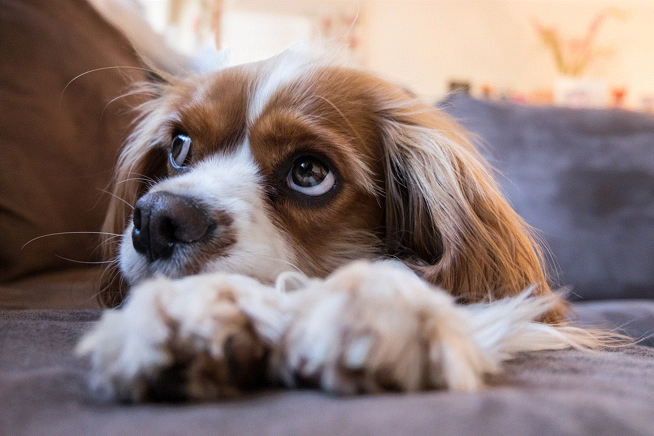 Dog Puppy Dog Puppy