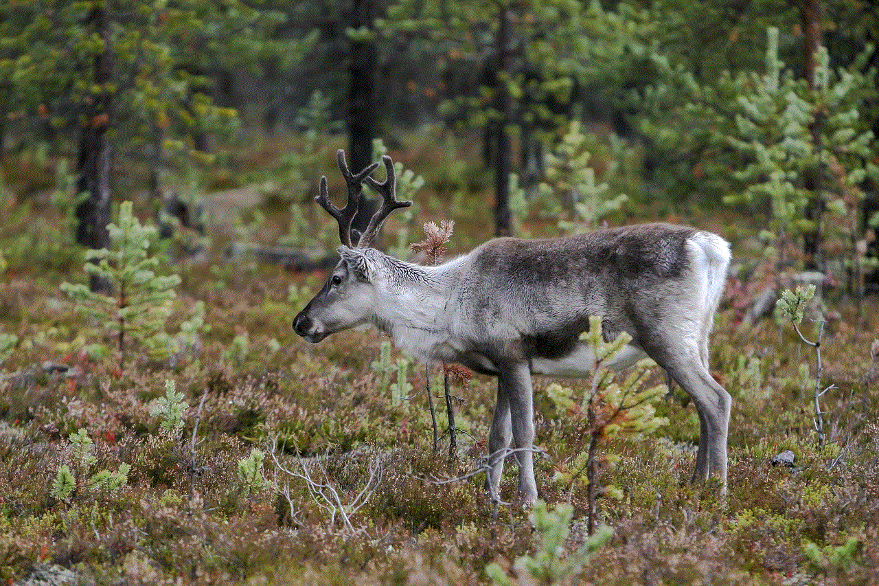 Deer Antler