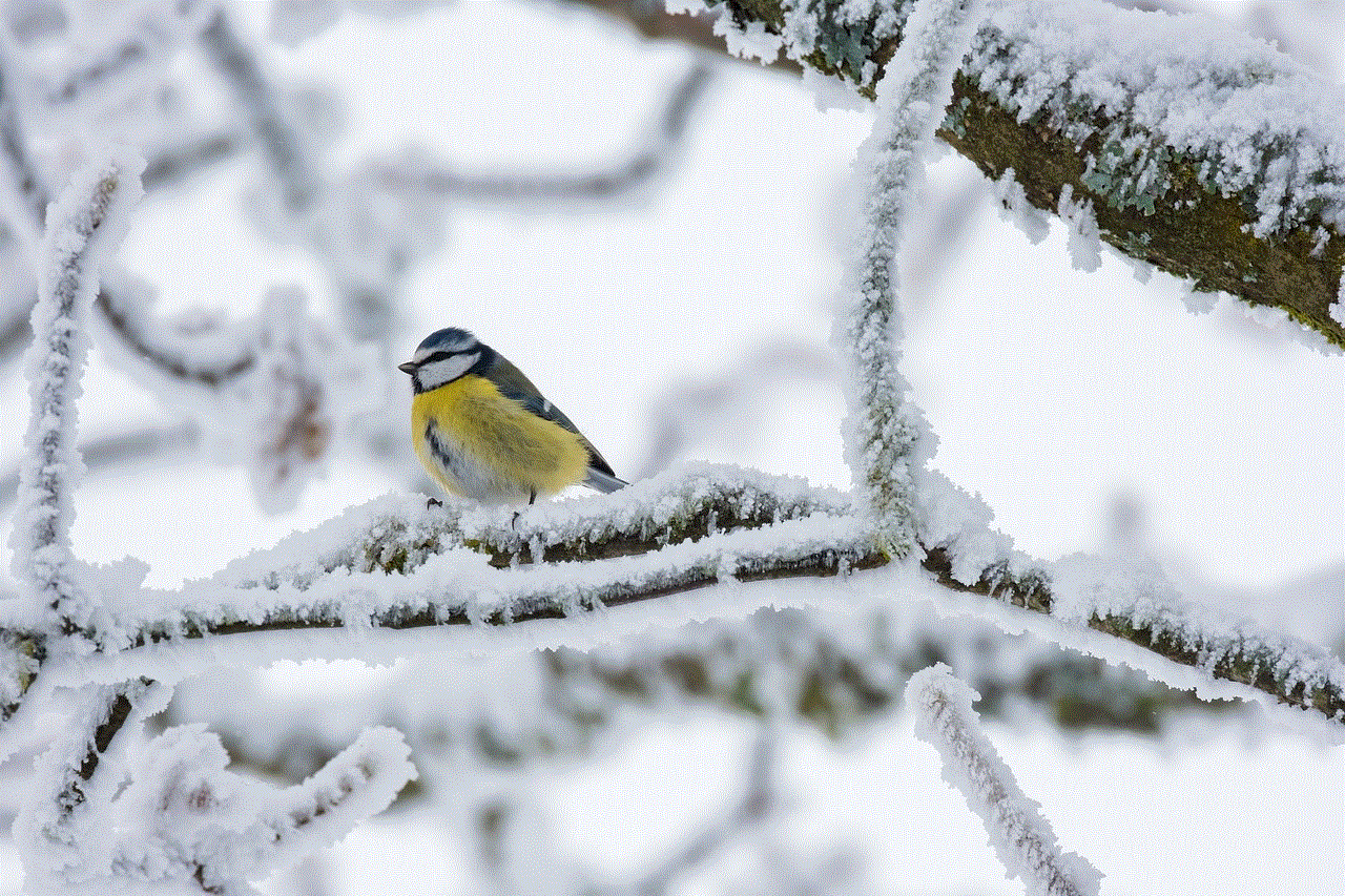 Bird Blue Tit