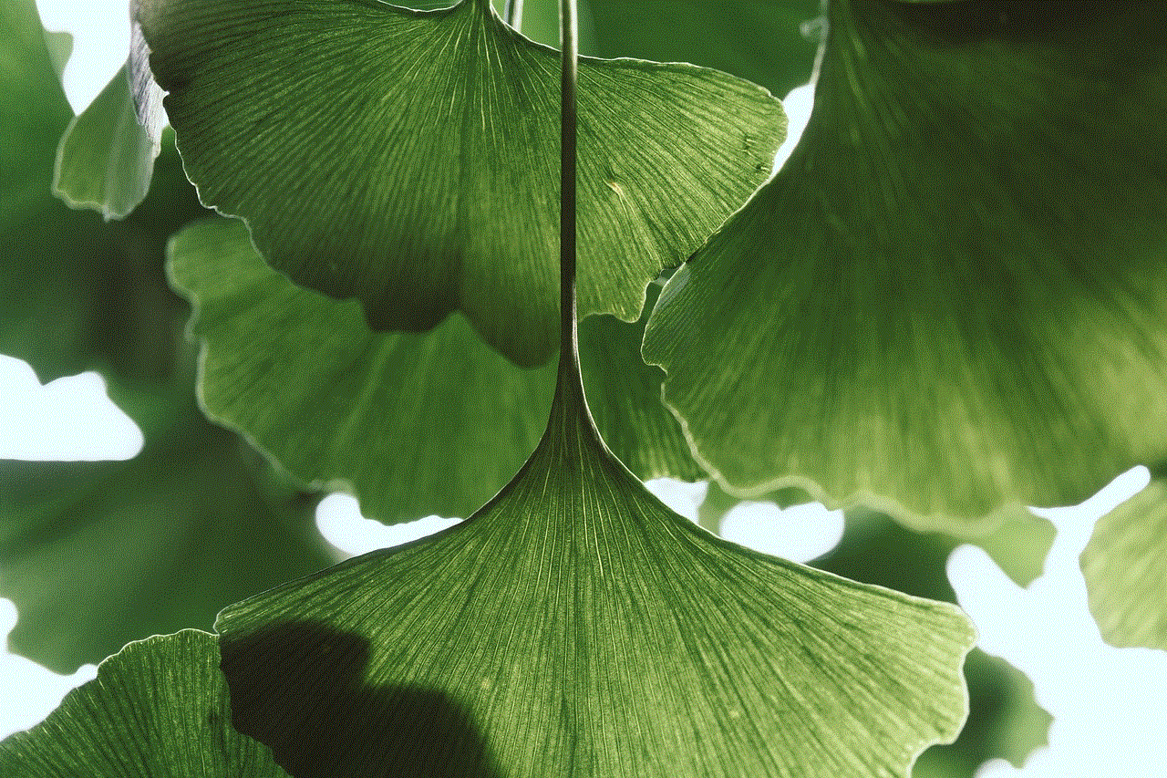 Leaves Ginkgo