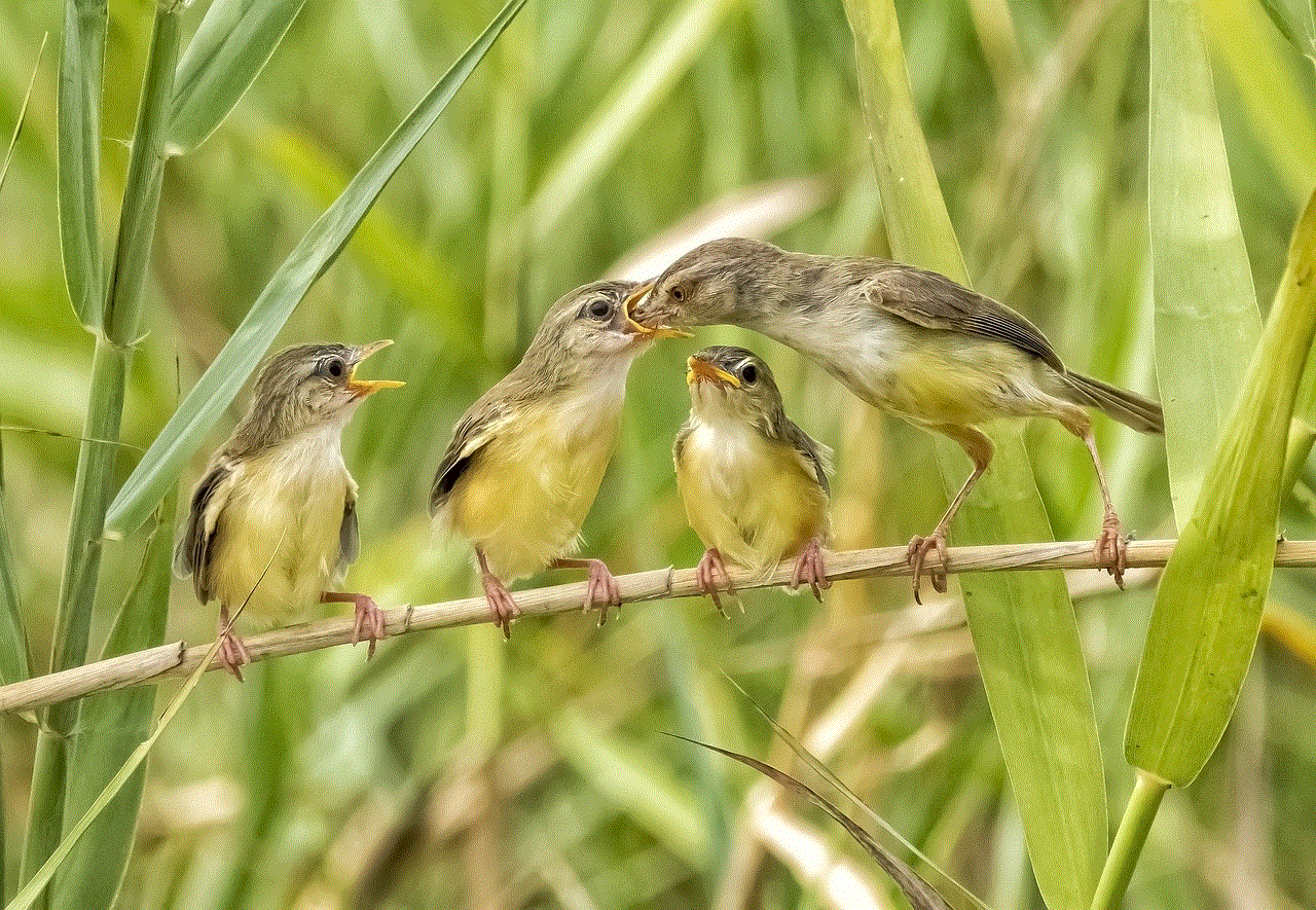 Birds Perched