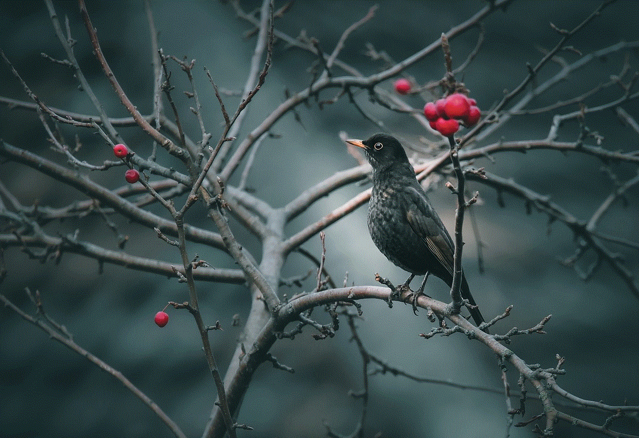 Bird Blackbird