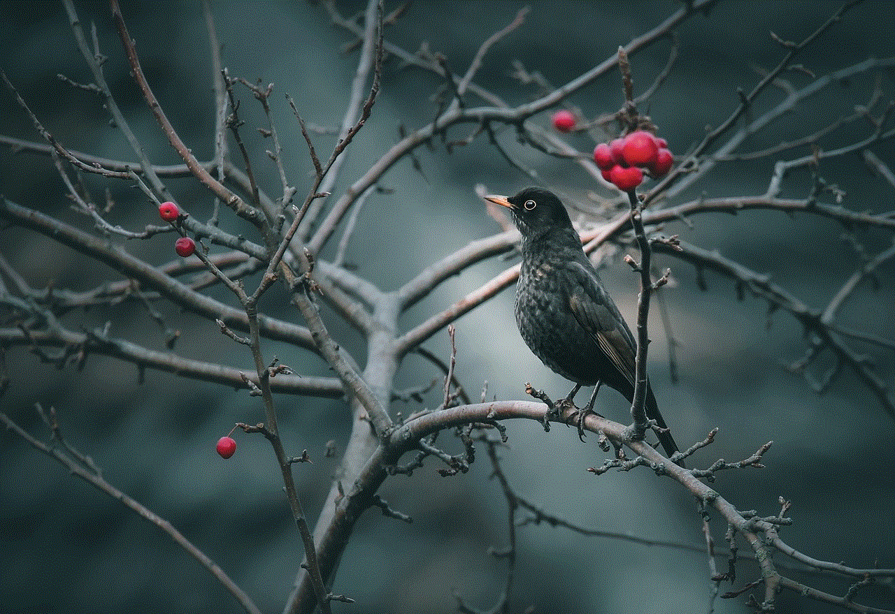 Bird Blackbird Bird Blackbird
