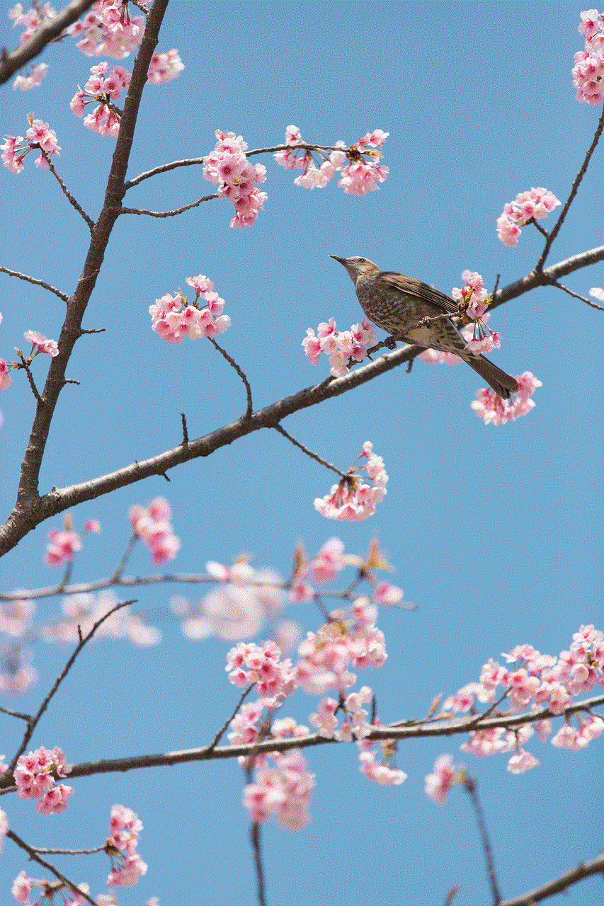 Cherry Blossoms Bird