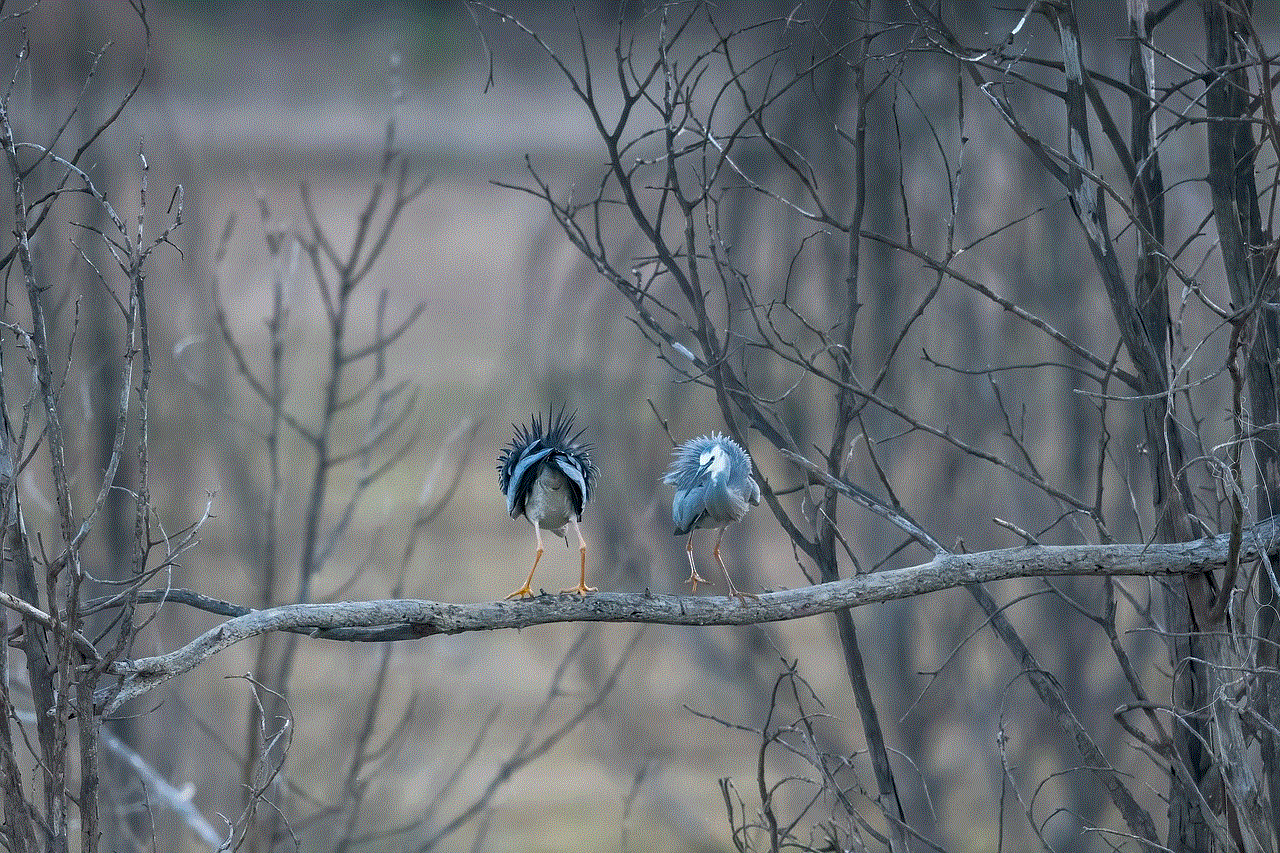 White-Faced Heron Heron