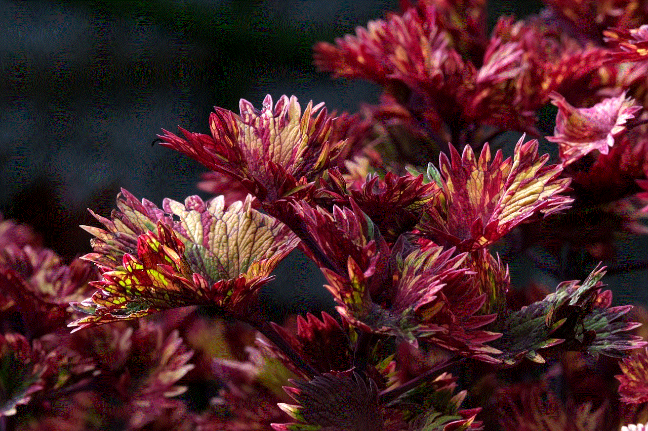 Coleus Red Colored Leaves