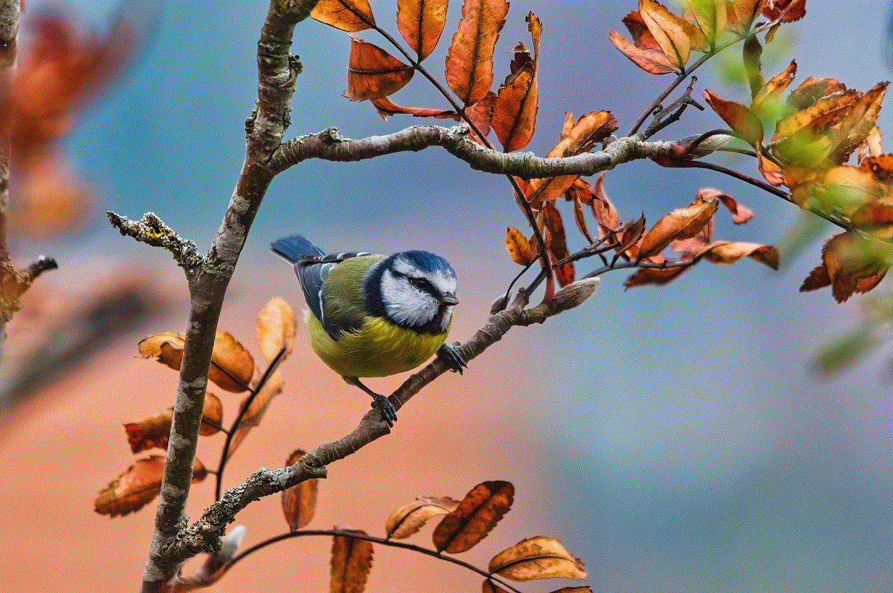 Blue Tit Bird