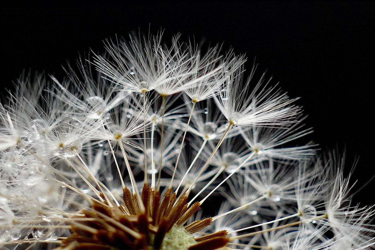 Flower Dandelion