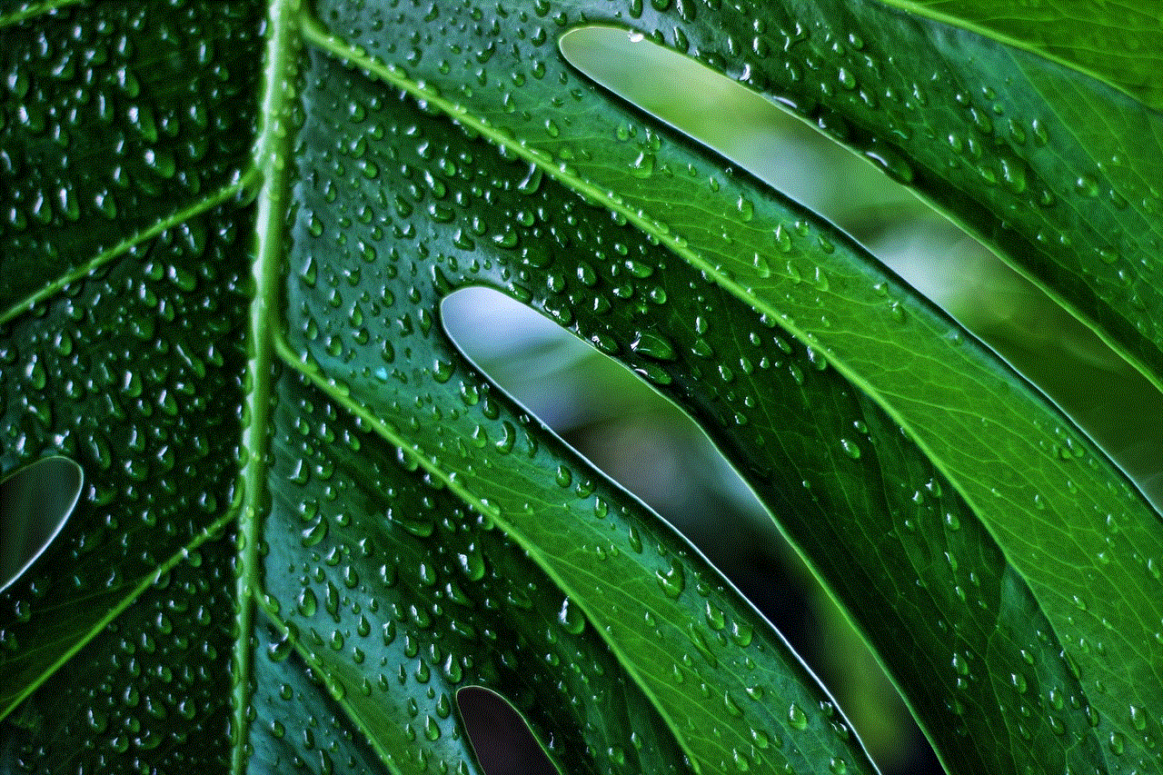 Monstera Plant