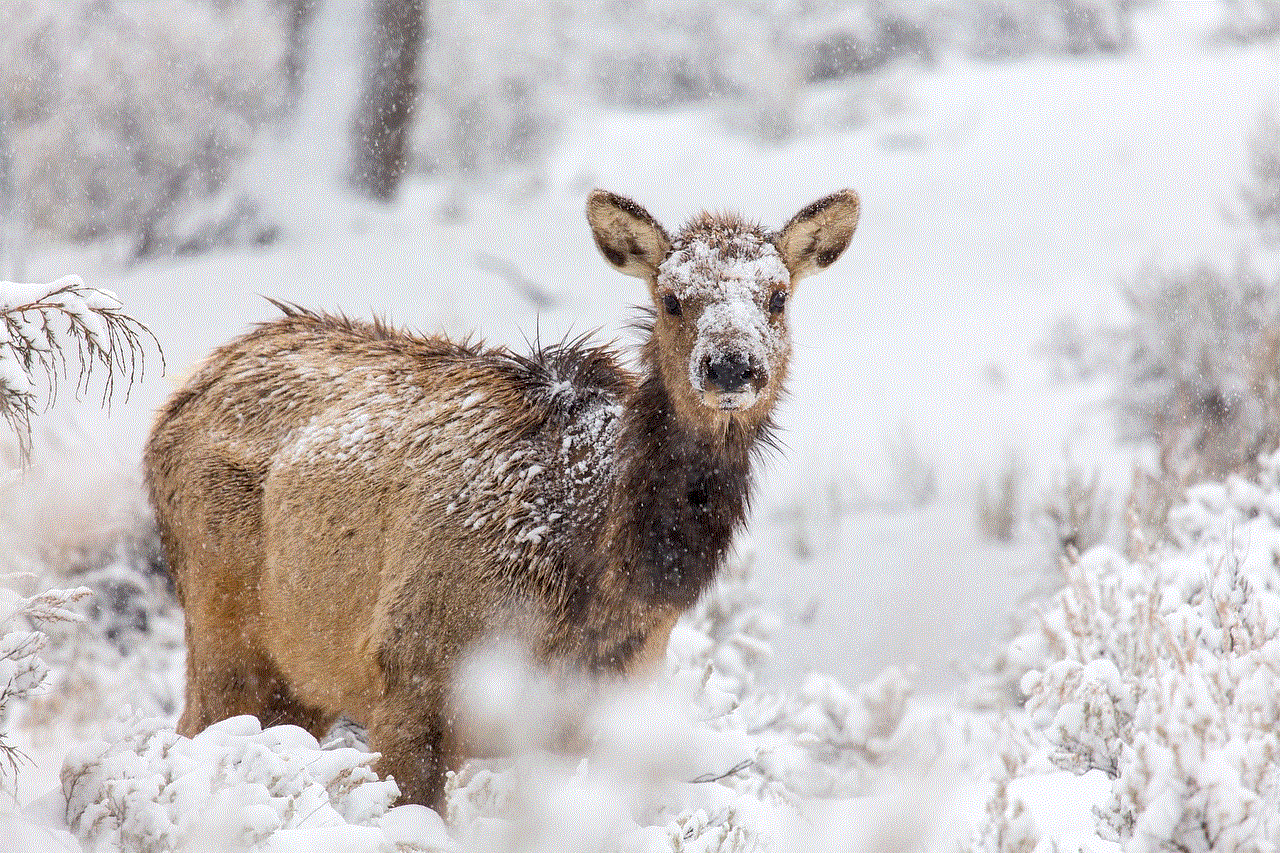 Elk Deer