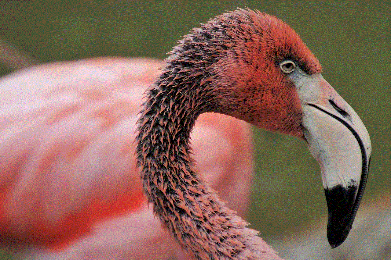 Flamingos Birds