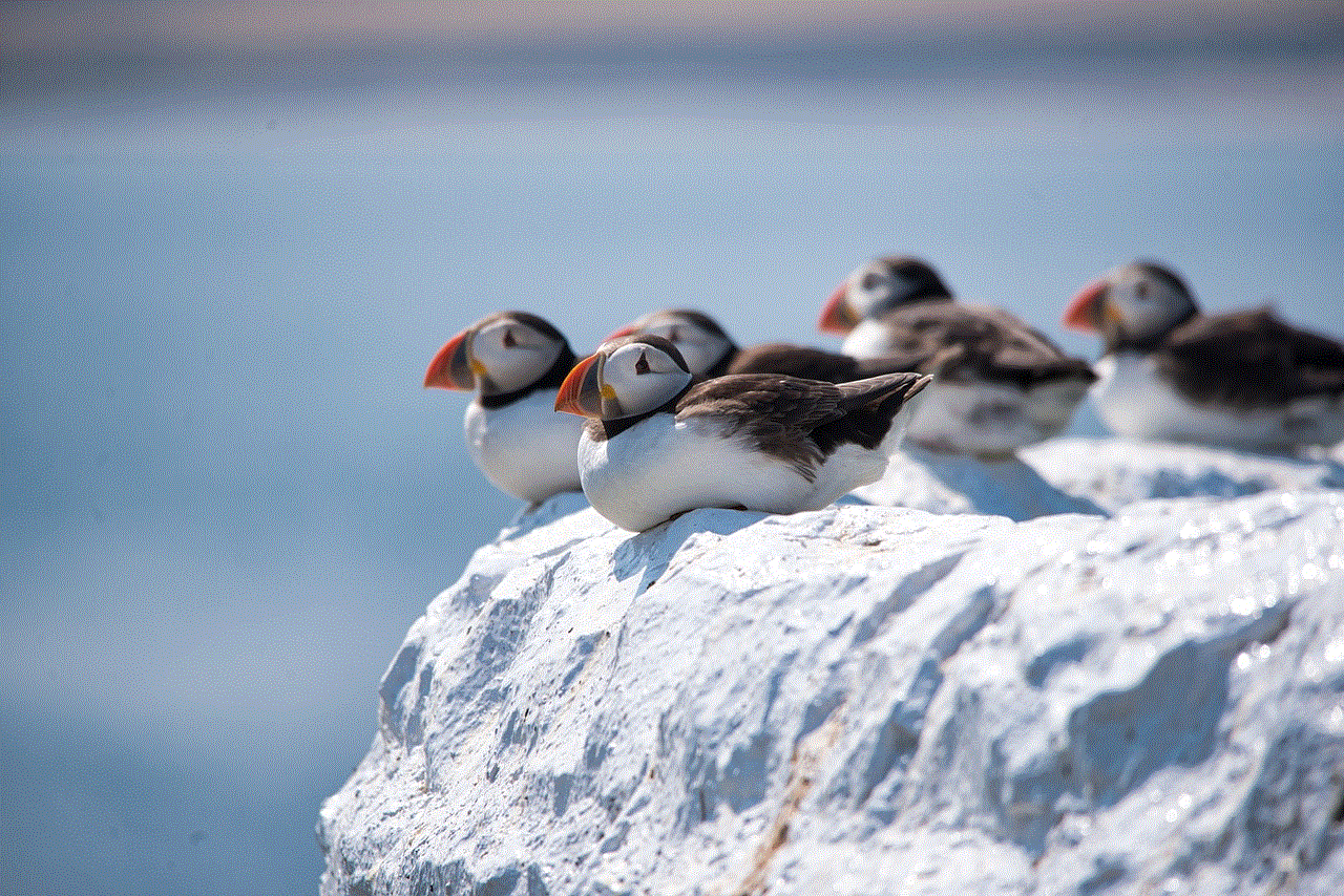 Puffins Seabirds